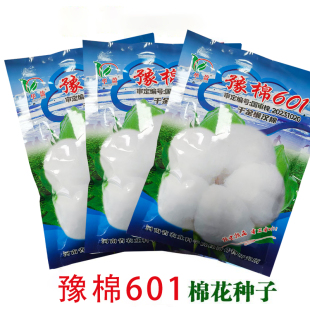 懒汉王大桃棉花种子高产抗虫棉花籽大田用种棉花农用棉籽春夏季播