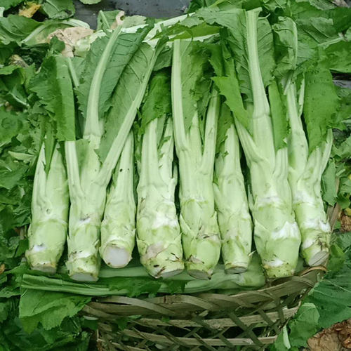 农家特大秋冬季耐寒笋子四川青菜