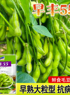 早熟毛豆春季夏季秋都可以播种
