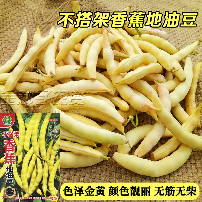 不搭架地油豆种子香蕉油豆黄金钩