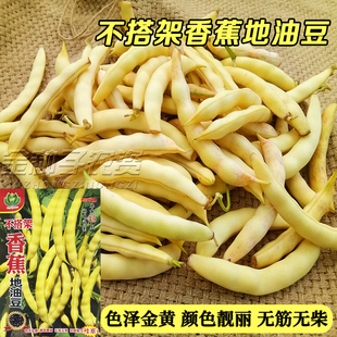 不搭架地油豆种子香蕉油豆黄金钩架豆面香胖豆种籽东北小金钩油豆