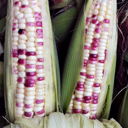 Tiangui Nuo 937 красочные сладкие восковые семена кукурузы, цветы, сладкие восковые семена кукурузы, четыре сезона, восковые семена кукурузы, тонкий цвет кожи
