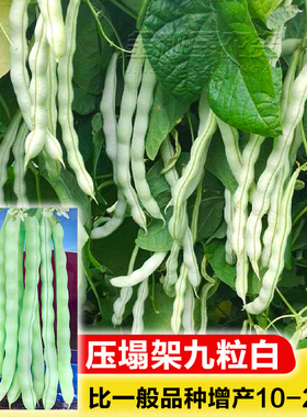 九粒白芸豆种子种籽孑秋豆角架豆四季摘不败白不老压塌架九粒白籽