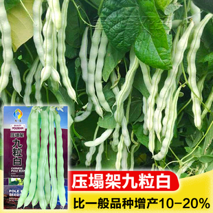 九粒白芸豆种子种籽孑秋豆角架豆四季摘不败白不老压塌架九粒白籽