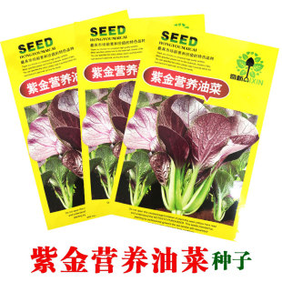 紫油菜种春秋冬季 蔬菜种孑 苏州青青梗菜种子庭院阳台青菜种籽四季