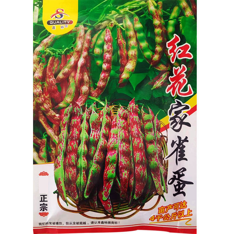家雀蛋豆角种子产量高口感好图片