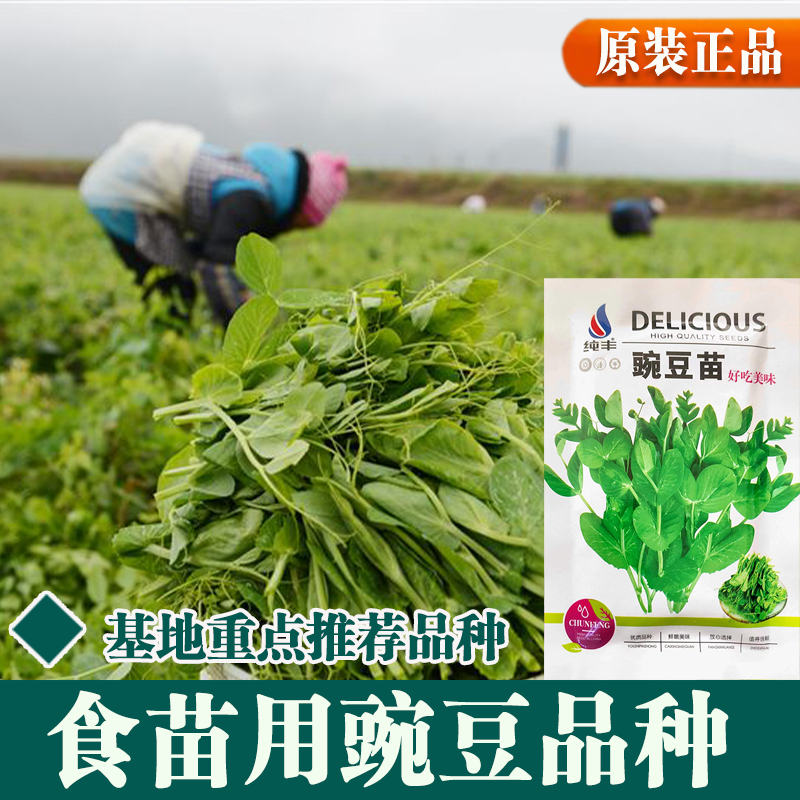 四川豌豆尖种子无须豌豆苗