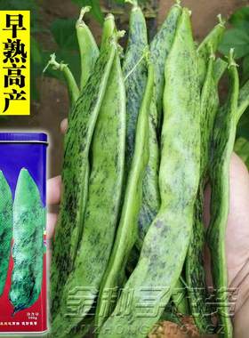 大马掌豆角种籽新籽正宗东北