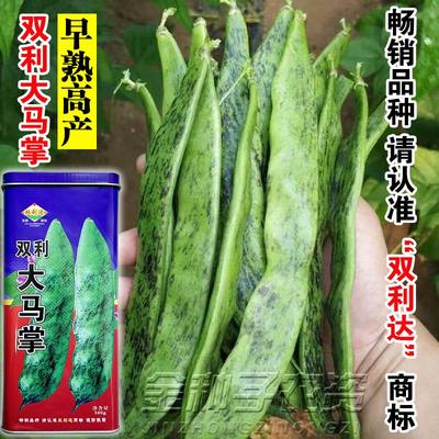 大马掌豆角种籽新籽正宗东北