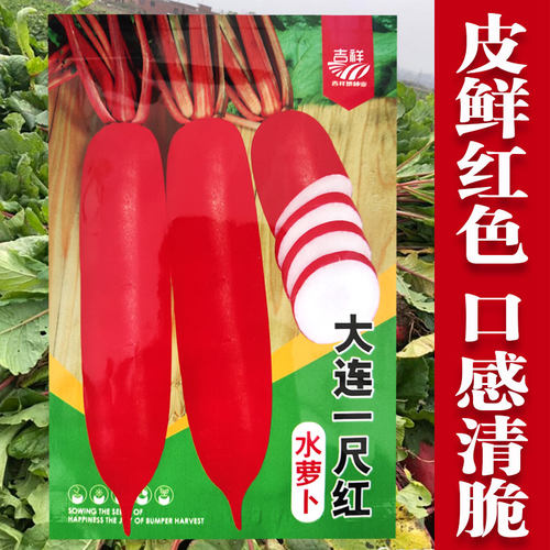 大连一尺红水果萝卜种子春秋播种