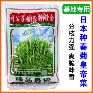 日本种春菊皇帝菜种子小叶茼蒿花叶茼蒿籽基地用分枝力强蔬菜种子