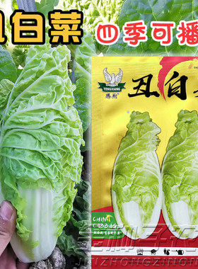 金丝白贵妃小白菜种子种孑