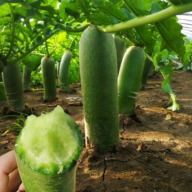 蔬菜生吃青绿潍县沙窝高糖萝卜图片