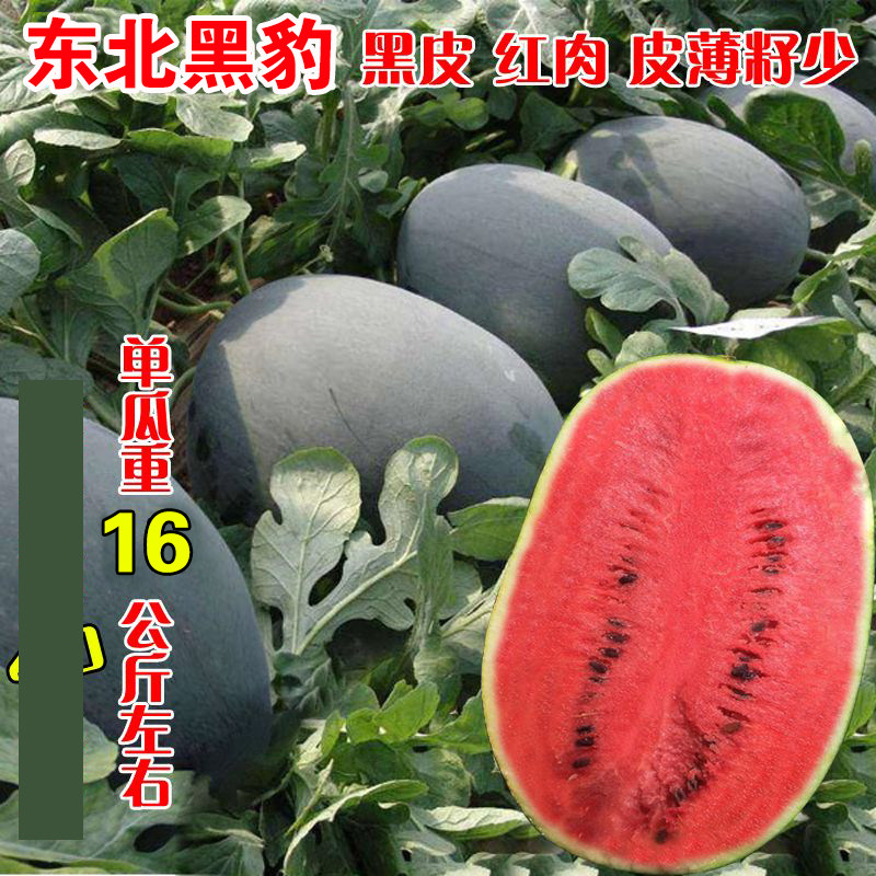 东北黑豹大果黑美人黑皮红肉早熟西瓜种子高产黑皮西瓜西瓜种子
