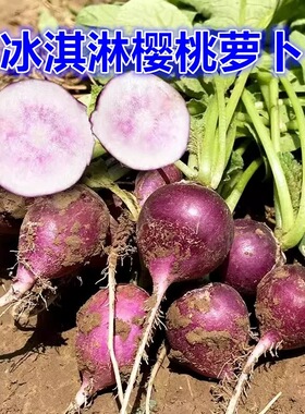 冰激凌樱桃萝卜种子阳台盆栽迷你紫色小萝卜种孑四季高产蔬菜种籽