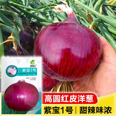 脆甜水果洋葱种籽种子特大紫红皮