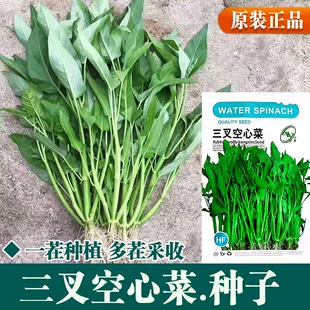 三叉空心菜种子通心菜种籽四季 高产阳台盆栽大叶青菜籽种蔬菜种孑