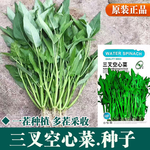 三叉空心菜种子春秋播种