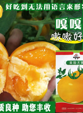 番茄种子东北大黄柿子种籽西红柿种孑沙瓤春季蔬菜菜籽黄色大果种