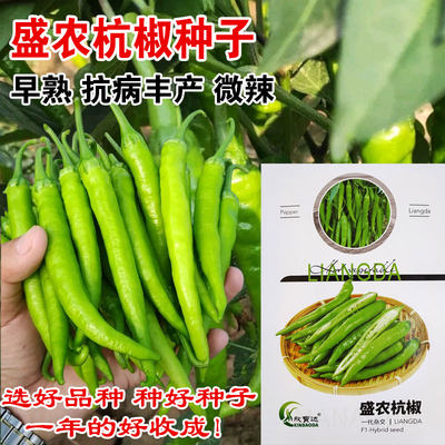 杭椒一号种子高产线椒辣椒早熟小尖椒种籽农家庭四季春季蔬菜种孑