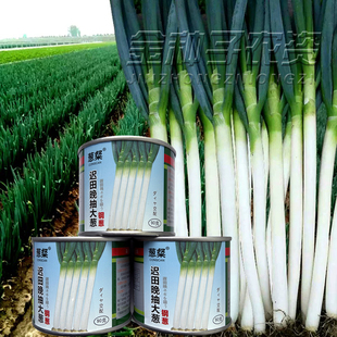 迟田晚抽钢葱大葱种子日本青葱种籽山东章丘钢葱耐热耐寒大葱种籽