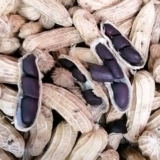 Черные семена арахиса 夏 Весна и лето сеяют фиолетовые черные семена арахиса Черные семена арахиса оригинального арахиса