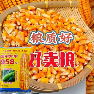 郑单958玉米种子高产抗病抗倒大长粒小细轴活杆成熟农科院选育