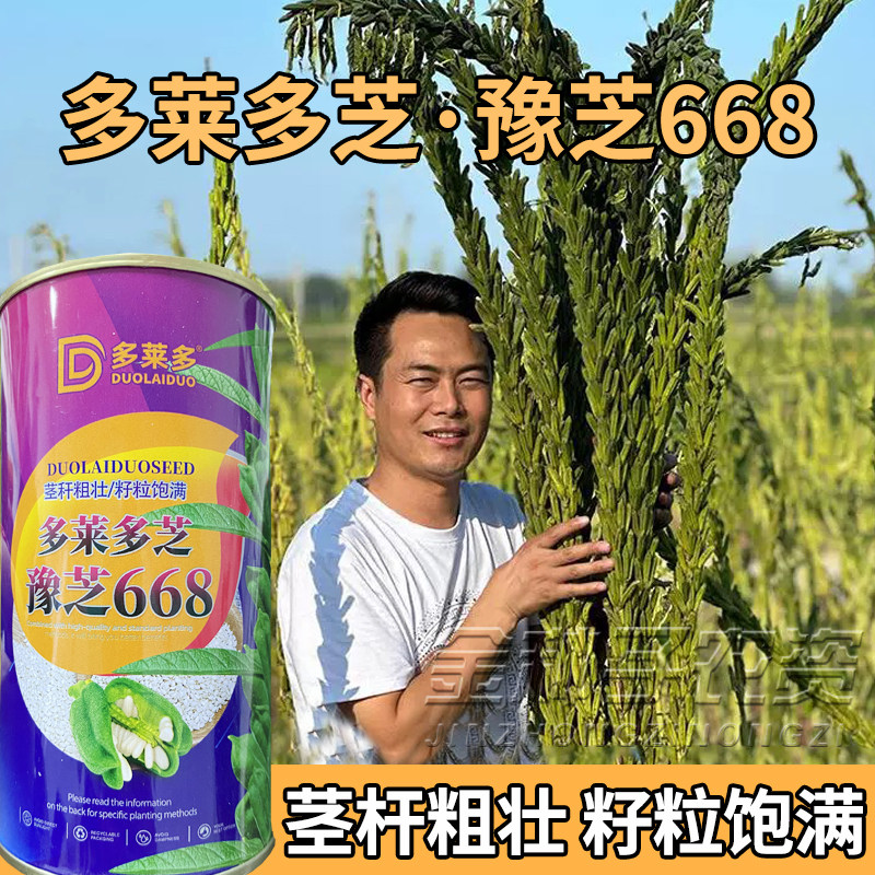 纯白芝麻种子早熟可榨油图片