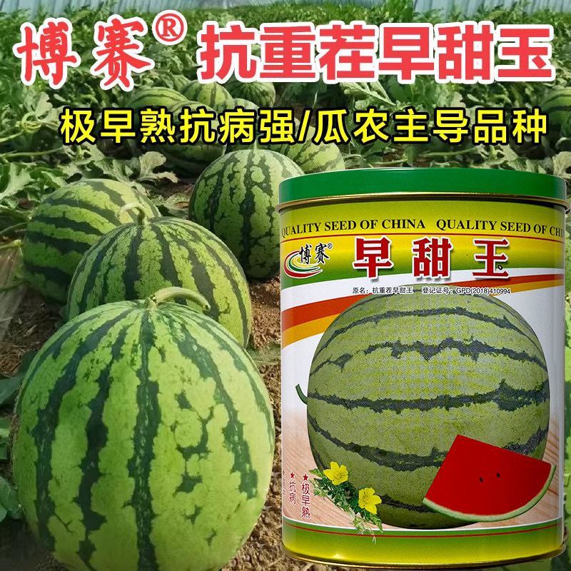 抗重茬早熟皮薄甜麒麟瓜种子