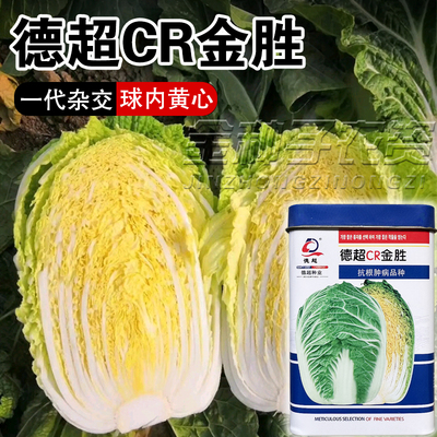 金胜大白菜种子高抗根肿病耐抽苔