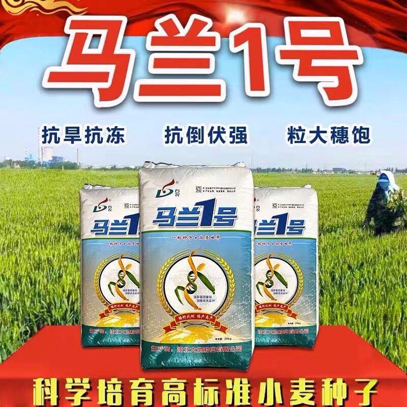高产小麦种子马兰一号新品种