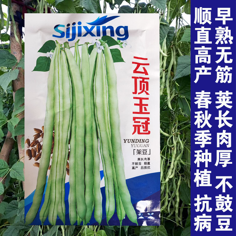 白不老架豆角种子玉冠早熟架豆王老来少芸豆四季豆白架豆农家蔬菜