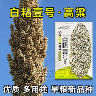 白高粱种子杂交白高粱种子白粘食用高粱吃米产量高香味浓春夏季播