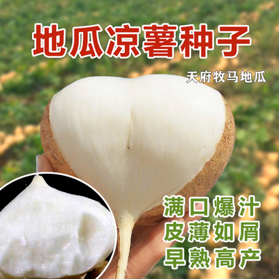 早熟牧马山地瓜水果凉薯种籽春秋