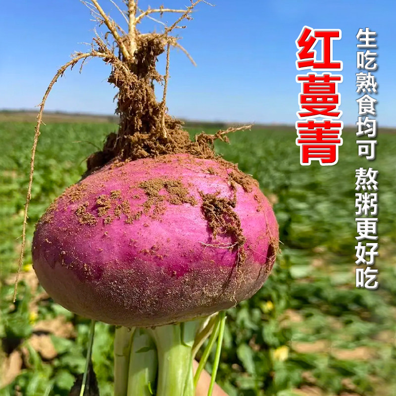 红蔓菁种子 大田菜地高产耐贮存耐热广适蔓菁芜菁籽易种植原厂