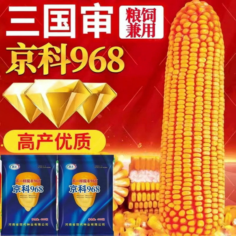 京科968高产玉米种子大全矮杆双棒抗旱涝抗病抗倒伏农科院国审苞