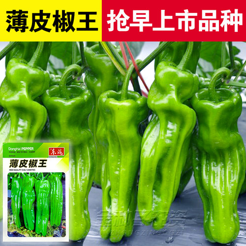 薄皮辣椒春季四季盆栽早熟