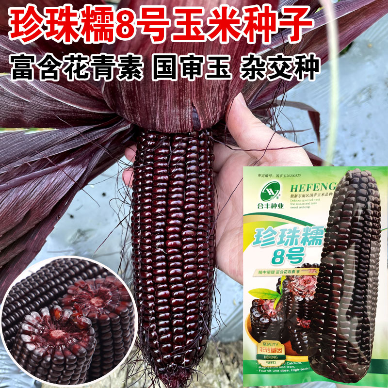 珍珠8号黑玉米种子粘糯