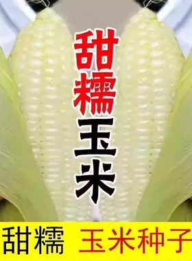 白糯玉米种子 甜糯型 粘糯香甜白色玉米种子营养粘苞米籽高产包邮