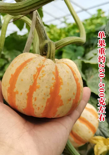 Huang Beibei Mini Pumpkin Seeds Четыре сезона саженцев каштанов, ароматная клейкая мука сладкая красная зеленая весна Осень Осенние овощи все виды семян