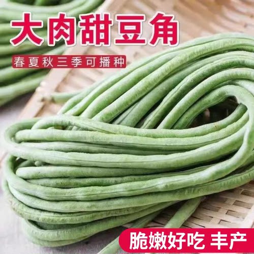 超好吃糯米大肉甜豆角种子长豆角