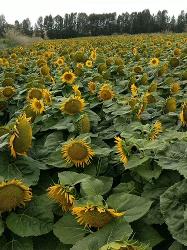 油葵籽渣油矮大头667油葵种子榨油向日葵矮大头矮杆葵花籽油太祖