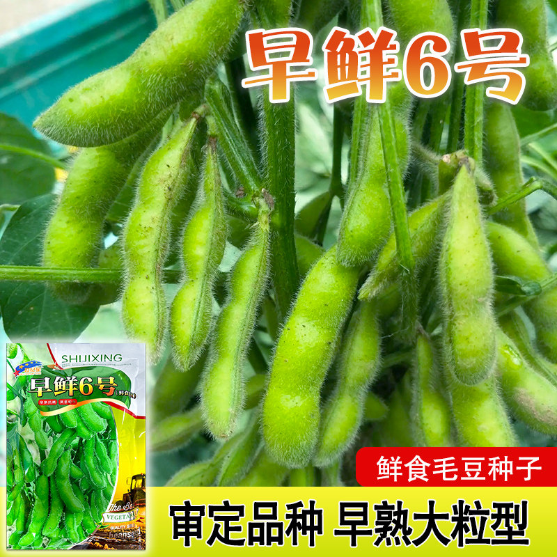 特早熟毛豆种子鲜50天图片