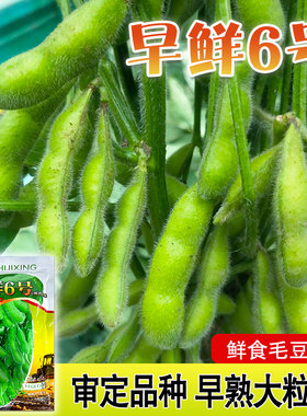 特早熟毛豆种子鲜50天