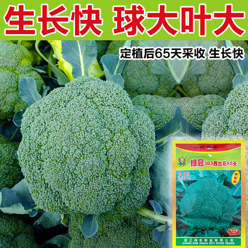 早熟绿冠65天西兰花种子
