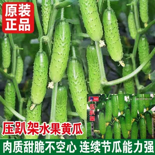 秋早春青瓜四季 压趴架水果黄瓜种籽盆栽蔬菜孑 高产旱黄瓜种子春季
