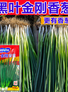 独根小香葱种子黑金刚四季播