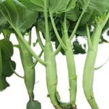 Хрустящая горчичная семена Толстая полоса Большая бамбука стреляет сладкие карку, гуандонг SI Seasons Rapeed Big капуста, семена осенних овощей.