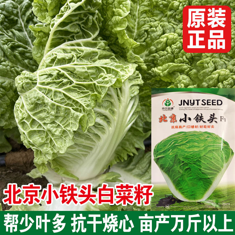 早熟小铁头大白菜种子 春季夏秋四季阳台盆栽娃娃菜蔬菜种籽包邮