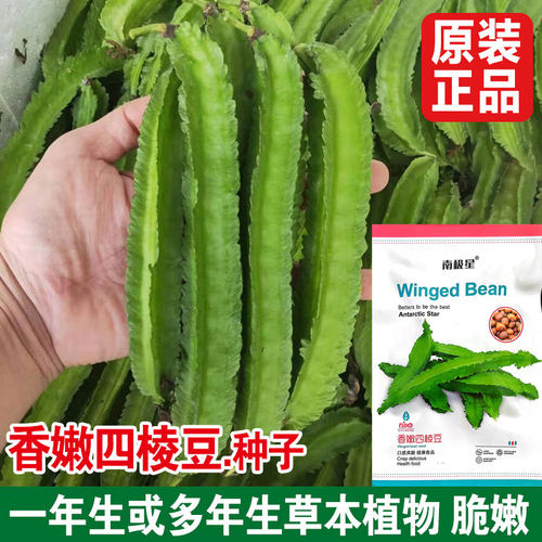 香嫩四棱豆种子一年生或多年生